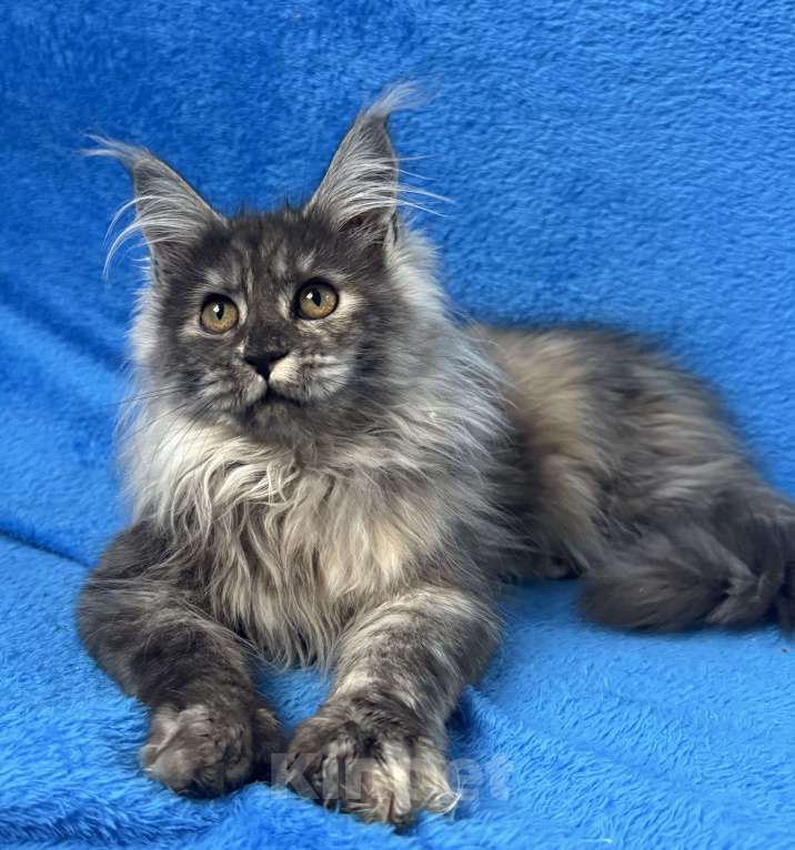 Кошки в Геленджике: Котенок Мейн Кун Девочка, 70 000 руб. - фото 6