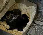 Кошки в Санкт-Петербурге: Котята Разнополые, Бесплатно - фото 1