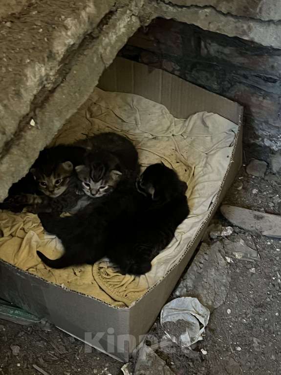 Кошки в Санкт-Петербурге: Котята Разнополые, Бесплатно - фото 1