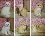 Кошки в Москве: Шотландские котята  Девочка, 16 000 руб. - фото 1