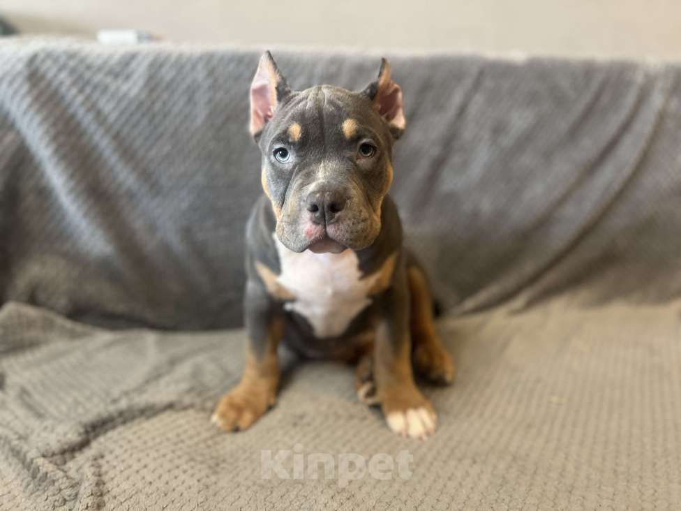 Собаки в Фрязино: Милая девочка Девочка, 70 000 руб. - фото 1