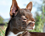 Собаки в Липецке: Чихуахуа кобель шоколад 2,5 кг на вязку Мальчик, 100 руб. - фото 1