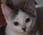 Кошки в Москве: Белый котенок с пятнами (арлекин) Анжела, 3 мес, Бесплатно - фото 1