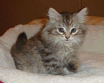 Кошки в Ливны: Сибирские котята девочки Девочка, 7 000 руб. - фото 5