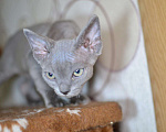 Кошки в Ливны: Котята Девон Рекс элитные, 20 000 руб. - фото 3