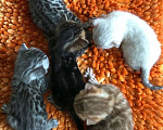 Кошки в Острогожске: Бенгальские котята редкого окраса, 5 000 руб. - фото 10