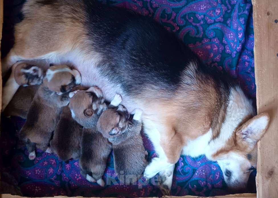 Собаки в Москве: Вельш Корги пемброк помет на апрель Мальчик, 60 000 руб. - фото 2