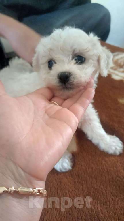 Собаки в Пятигорске: Бишон фризе продаётся девочка Девочка, 50 000 руб. - фото 2