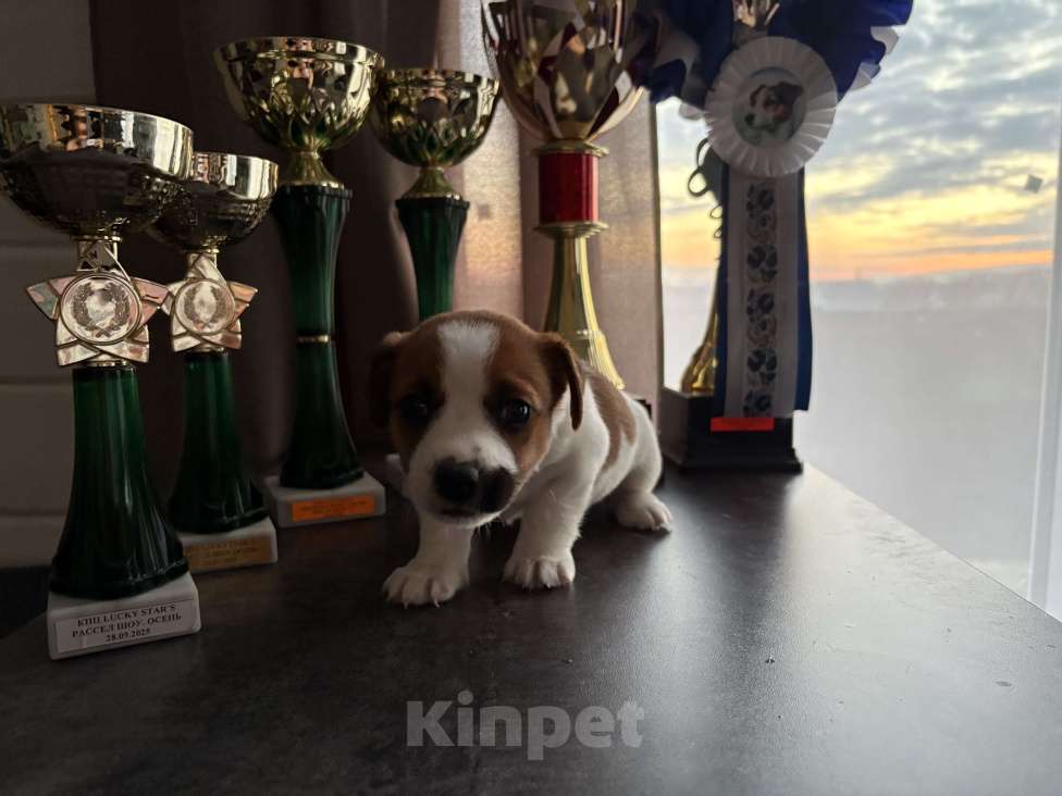 Собаки в других городах Московской области: Щенок Джек Рассел терьер Девочка, Бесплатно - фото 1