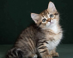 Кошки в Москве: Элитные котята питомник. Кошечка Улана. Девочка, 49 900 руб. - фото 2
