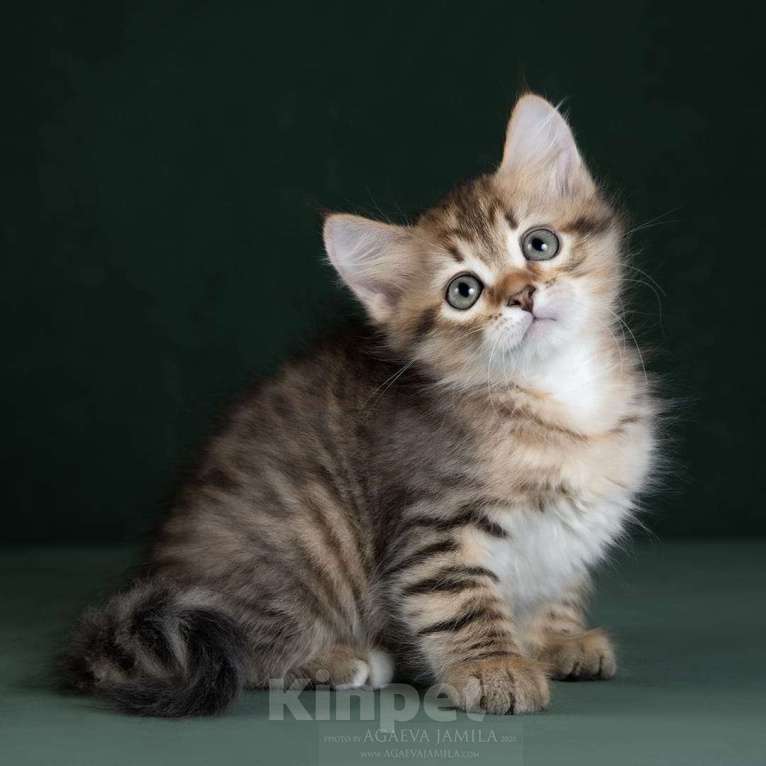 Кошки в Москве: Элитные котята питомник. Кошечка Улана. Девочка, 49 900 руб. - фото 2