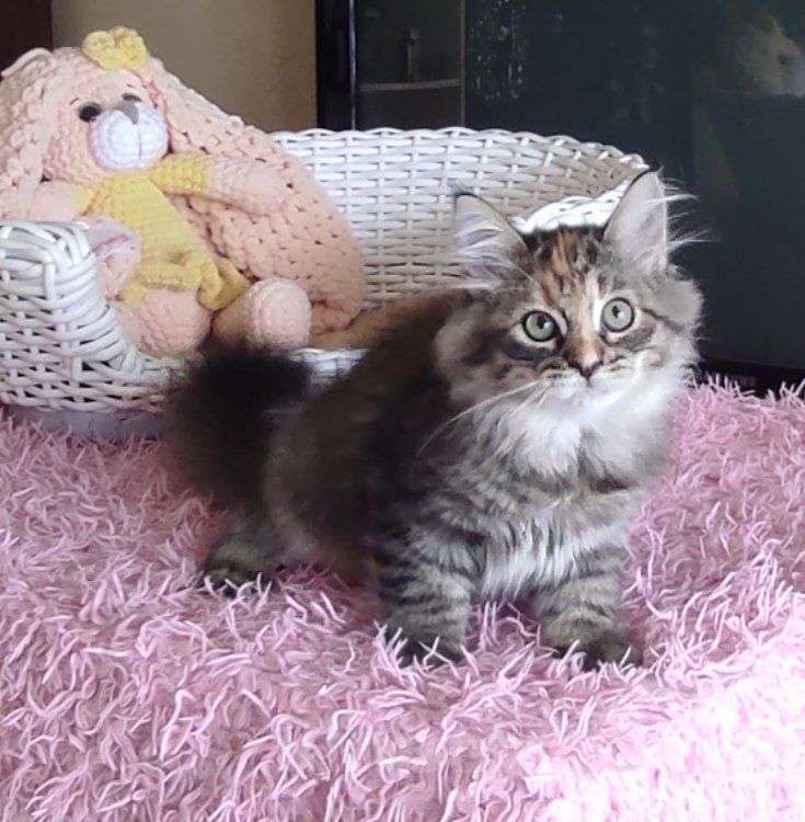 Кошки в Новосибирске: Harley Quinn  Девочка, 70 000 руб. - фото 2