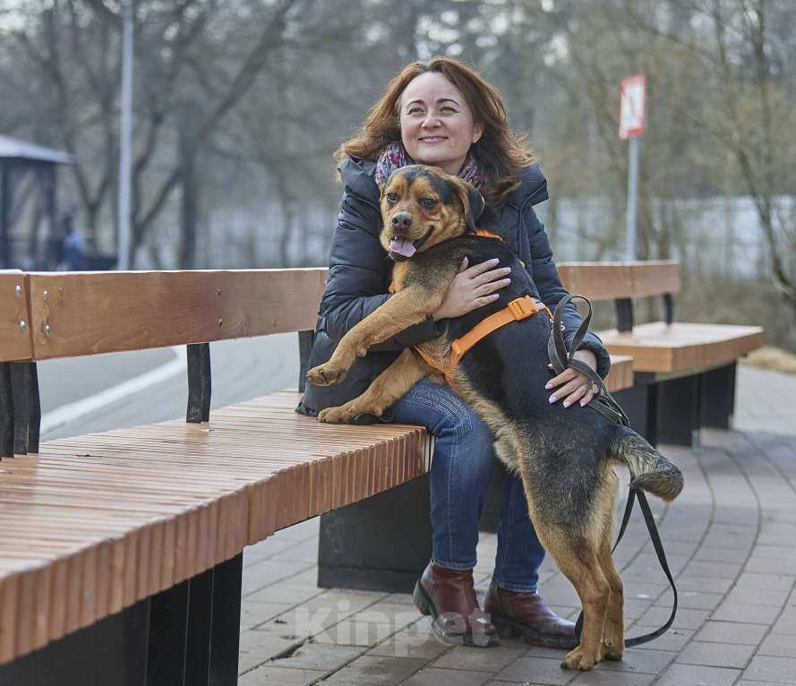 Собаки в Москве: Пёс в добрые руки Мальчик, Бесплатно - фото 8