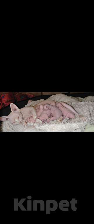 Кошки в Люберцах: Котята канадских сфинксов Мальчик, 5 000 руб. - фото 4