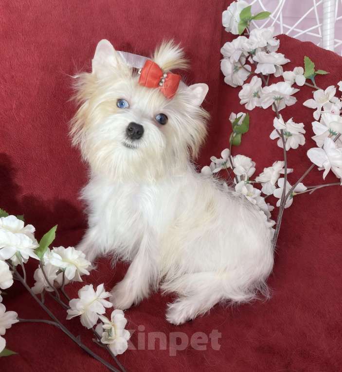 Собаки в Москве: Белый йорк с голубыми глазами девочка подрощенная Девочка, 130 000 руб. - фото 5