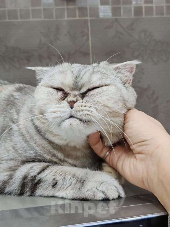 Кошки в Люберцах: Представляем вам очаровательную кошечку Эммочку! Девочка, Бесплатно - фото 3