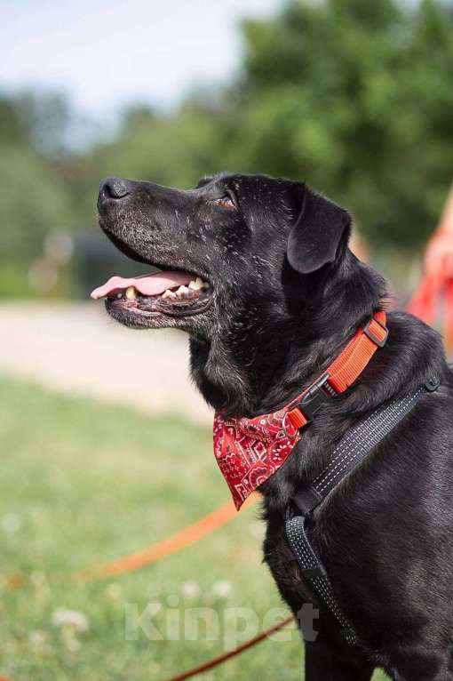 Собаки в Москве: Дружелюбный Неро ищет дом и семью! Мальчик, Бесплатно - фото 3
