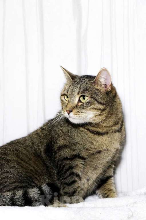 Кошки в Красноармейске: Кошечка Милка ищет дом! Девочка, Бесплатно - фото 3