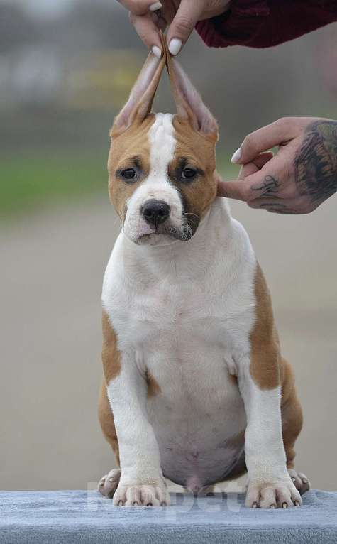 Собаки в Краснодаре: Кобель ам стаффа РКФ Мальчик, 80 000 руб. - фото 8