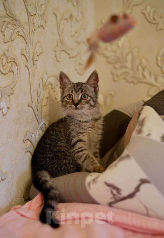 Кошки в Москве: Мелисса в поисках дома Девочка, Бесплатно - фото 3