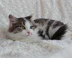 Кошки в Москве: Красавица Аиша ищет дом! Девочка, Бесплатно - фото 2