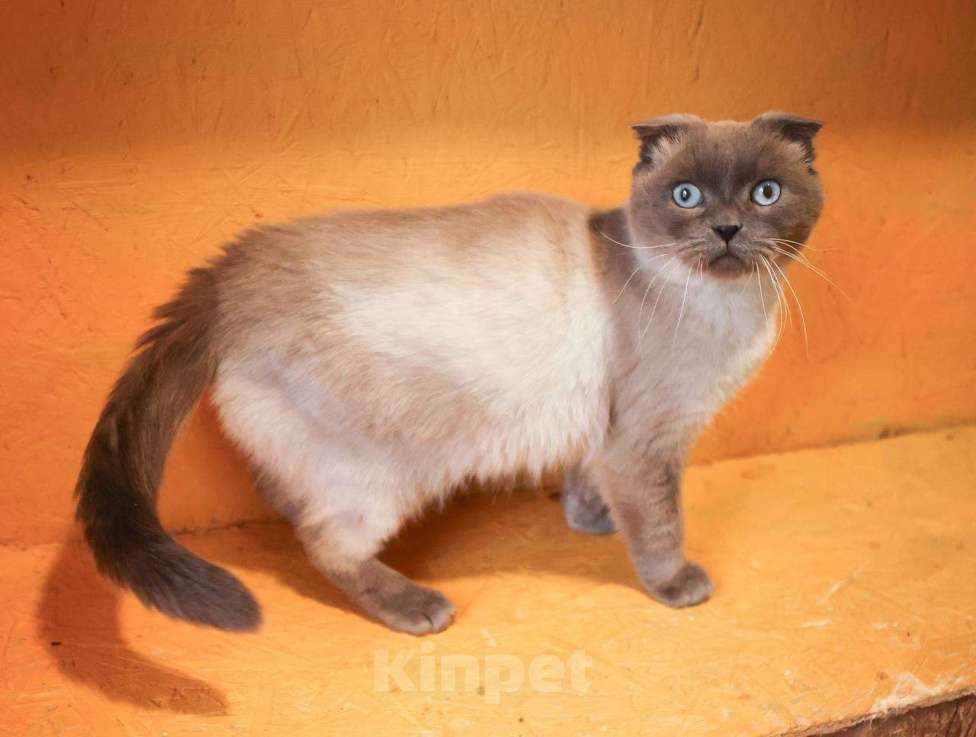 Кошки в других городах Московской области: Красавица Сямочка ищет дом Девочка, 10 руб. - фото 3