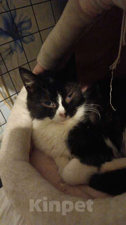 Кошки в Санкт-Петербурге: Танечка Девочка, Бесплатно - фото 1