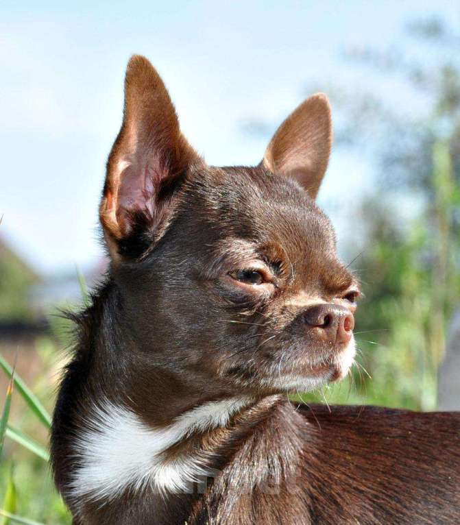 Собаки в Липецке: Чихуахуа кобель шоколад 2,5 кг на вязку Мальчик, 100 руб. - фото 1