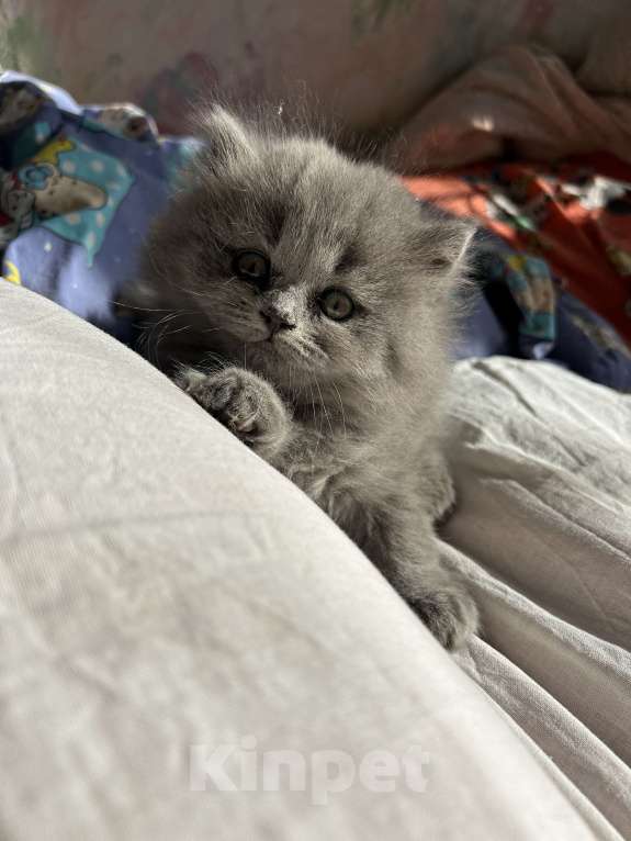 Кошки в Санкт-Петербурге: Котенок  Мальчик, 10 000 руб. - фото 3