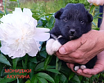 Собаки в Москве: Ненецкая оленегонная лайка/ оленегонный шпиц Девочка, 40 000 руб. - фото 4