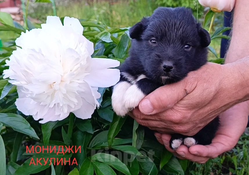 Собаки в Москве: Ненецкая оленегонная лайка/ оленегонный шпиц Девочка, 40 000 руб. - фото 4