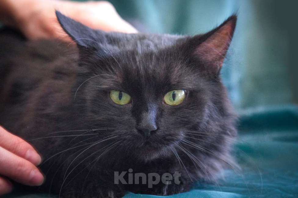 Кошки в Москве: Кошечка Нелли уютная пушинка в добрые руки Девочка, Бесплатно - фото 3