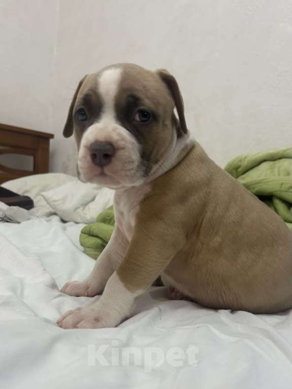 Собаки в Курске: Щенки АСТ Девочка, 40 руб. - фото 2