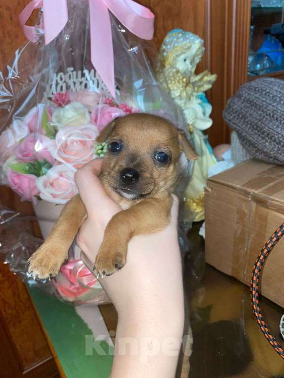 Собаки в Новокузнецке: Щенки в добрые руки  Мальчик, Бесплатно - фото 4