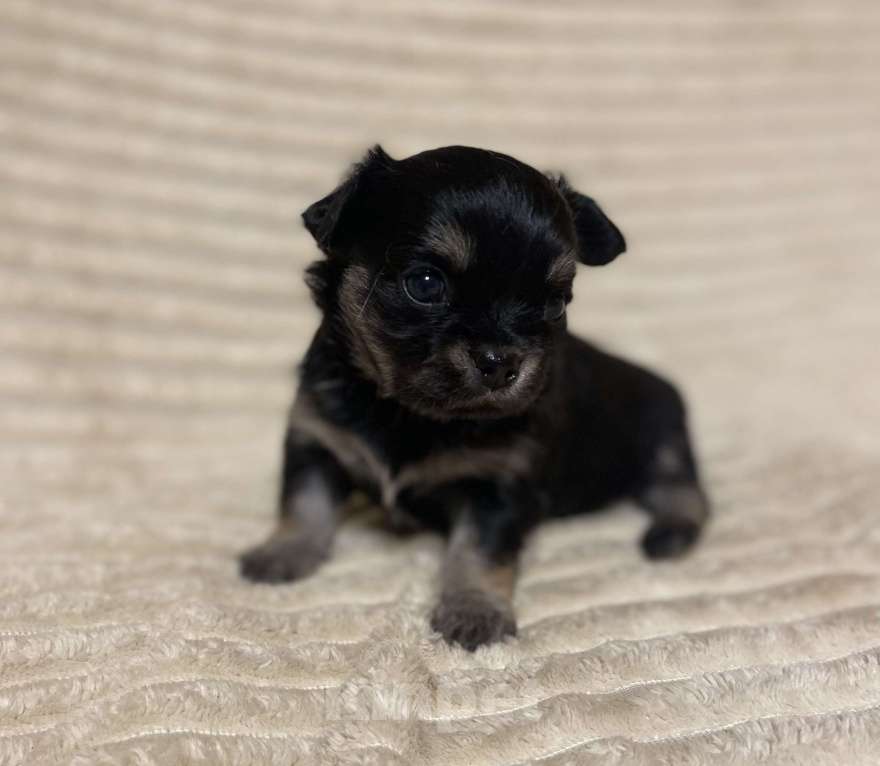 Собаки в Санкт-Петербурге: Девочка - красавица трехцветная  Девочка, 35 000 руб. - фото 1