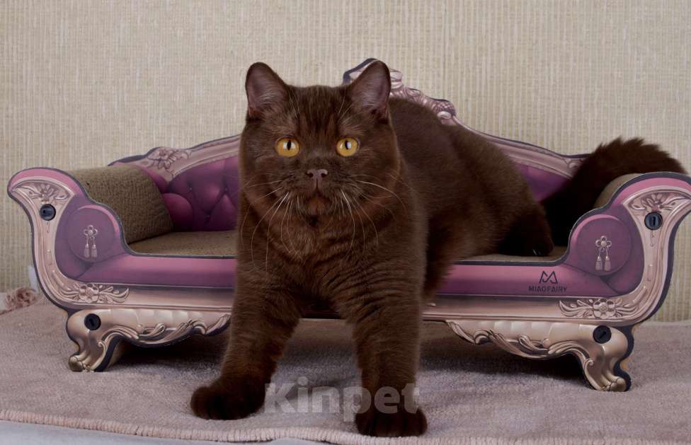 Кошки в Санкт-Петербурге: Британский шоколадный котик Мальчик, 45 000 руб. - фото 5