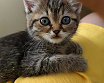 Кошки в Семилуках: Котенок в добрые руки Девочка, Бесплатно - фото 1