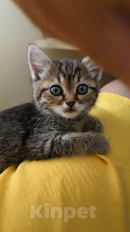 Кошки в Семилуках: Котенок в добрые руки Девочка, Бесплатно - фото 1
