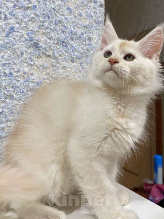 Кошки в Вологде: Очаровательный мейн-кун Мальчик, 30 000 руб. - фото 2