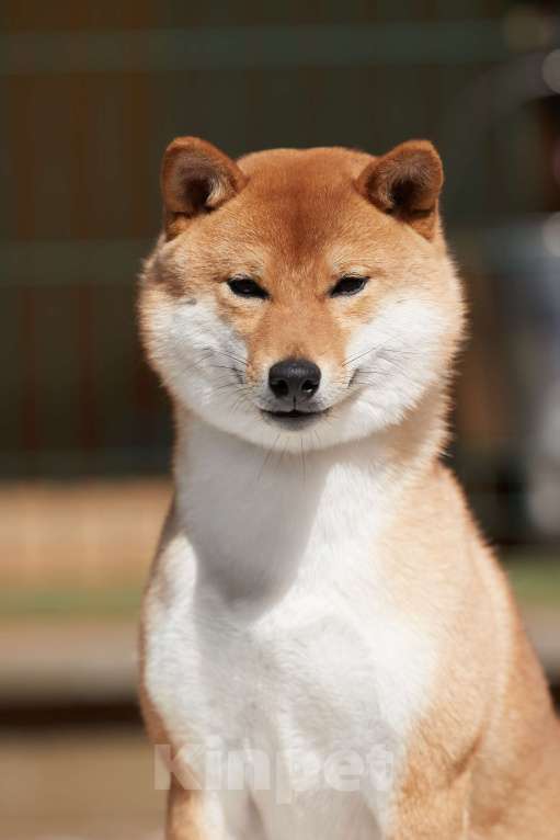 Собаки в других городах Ленинградской области: Сиба ину Девочка, Бесплатно - фото 2