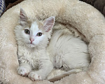 Кошки в Москве: Котенок Офелия ищет дом Девочка, Бесплатно - фото 1