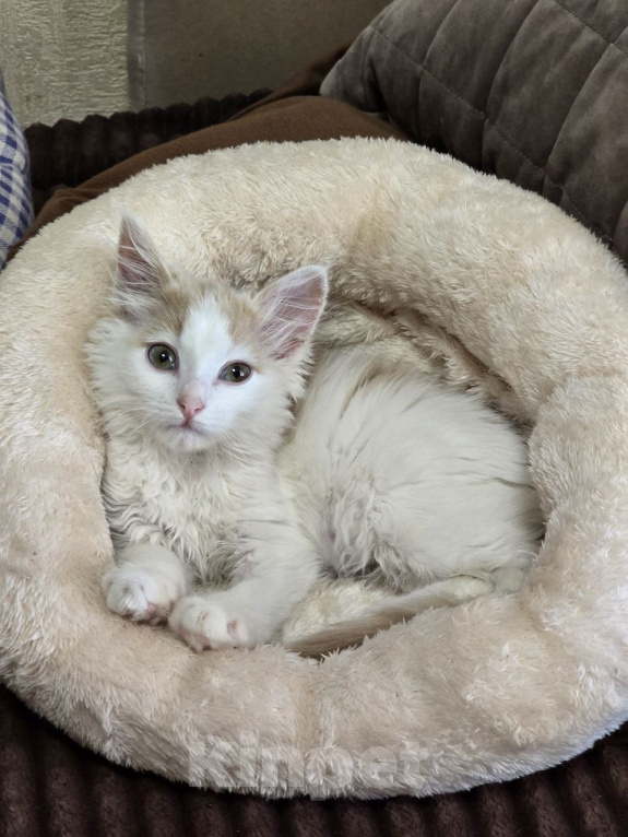 Кошки в Москве: Котенок Офелия ищет дом Девочка, Бесплатно - фото 1