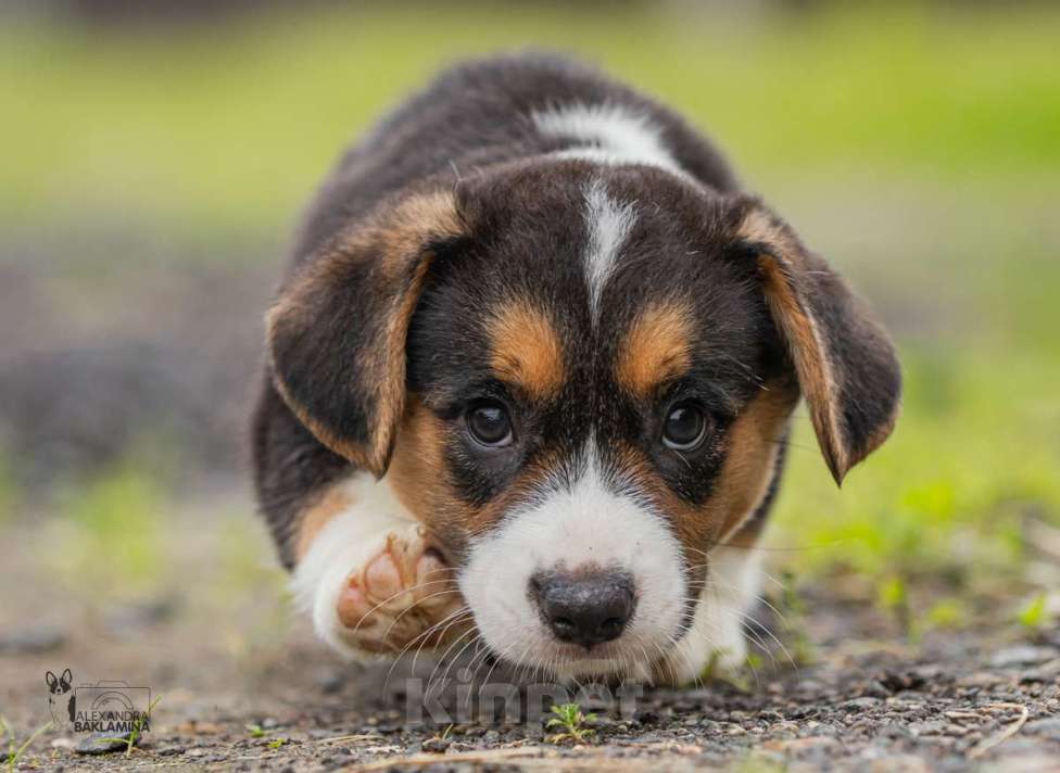 Собаки в Москве: Барон Мальчик, 50 000 руб. - фото 3