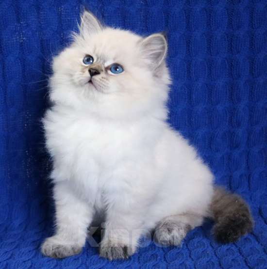 Кошки в Москве: Ульвар Невский маскарадный котик Мальчик, 50 000 руб. - фото 2