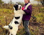 Собаки в Наро-Фоминске: Самый обаятельный и обнимательный: Гиджет Мальчик, Бесплатно - фото 9