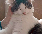 Кошки в Нижнем Новгороде: Спокойный котенок в добрые руки Мальчик, 1 руб. - фото 5