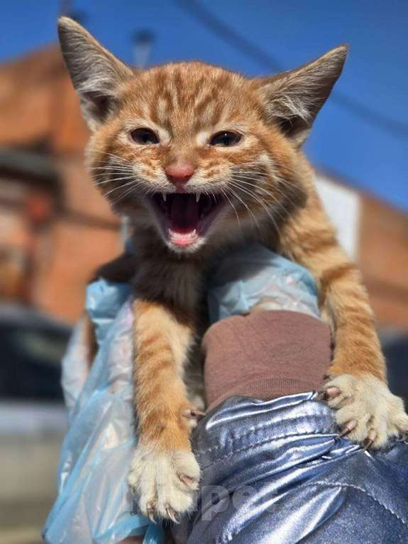 Кошки в Москве: Малыши ищут дом Разнополые, Бесплатно - фото 4