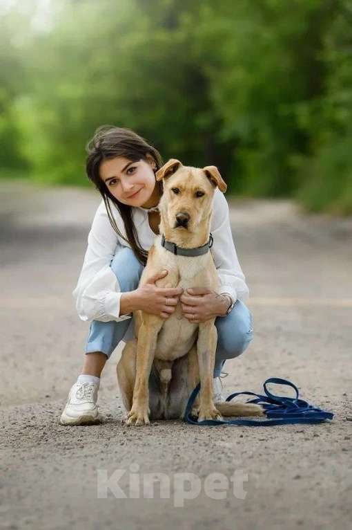 Собаки в Ярославле: Батон ждет Вас в приюте! Мальчик, Бесплатно - фото 4