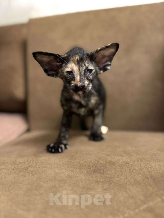 Кошки в Тюмени: Ориентальные котята  Девочка, 40 000 руб. - фото 4