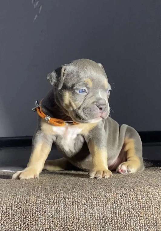 Собаки в Москве: Американские булли покет Девочка, Бесплатно - фото 5